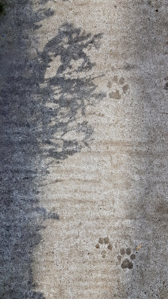 粗糙的水泥纹理背景上的爪印和草本植物的阴影。粗糙的混凝土地板，表面有阴影图案和动物脚印。图片下载
