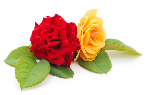 漂亮的橙色和红色玫瑰。图片下载