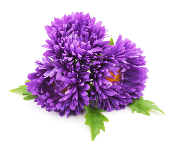 一束美丽的菊花。图片下载