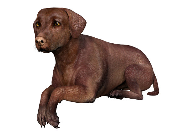 3D插图拉布拉多狗在白色图片下载