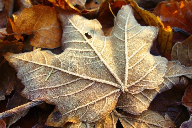 一个磨砂的叶子。图片下载