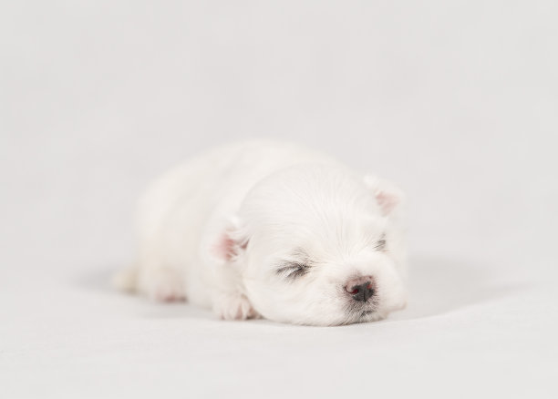 新生儿马耳他狗的特写。漂亮的狗颜色白色。毛茸茸的地毯上的小狗。在地毯上睡觉的马耳他小狗。有选择性的重点。图片下载