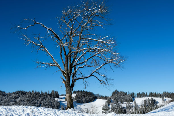 山上唯一的树图片下载