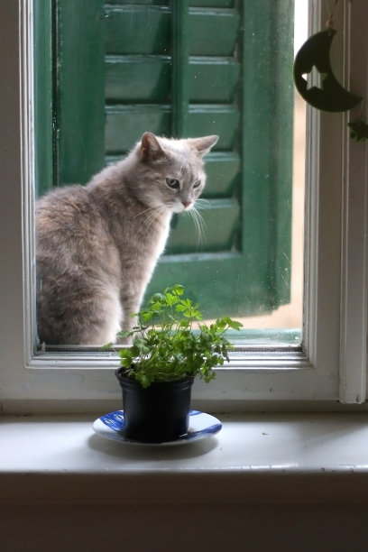 猫和植物在窗户上图片下载