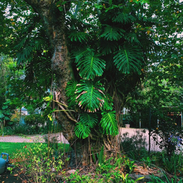 美丽的树覆盖着大棕榈树图片下载