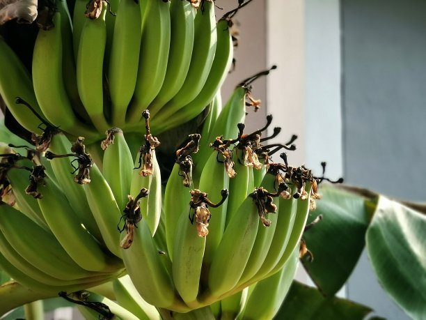 近距离观察小香蕉。香蕉树的绿色香蕉枝。收获天然的有机水果和蔬菜。图片下载