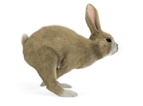 小兔跑的侧视图图片下载