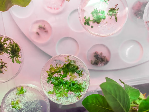 科学研究板材为植物样品材料图片下载