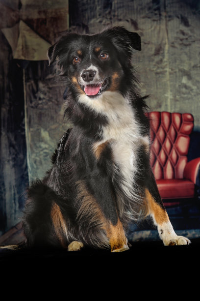 澳大利亚牧羊犬——人类最好的朋友图片下载