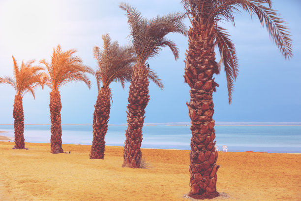 海滩上的一排棕榈树热带风光图片下载