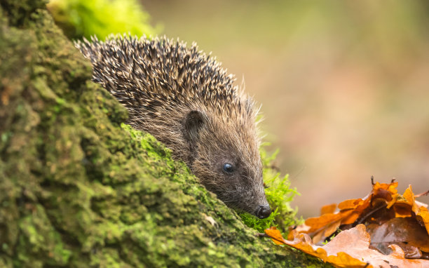 刺猬，野生的，本土的，欧洲刺猬在天然林地生境与绿色的树皮，苔藓和金色的秋叶。正确面对图片下载