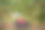 秋天果园里的绿草上，篮子和箱子里的红苹果。图片下载