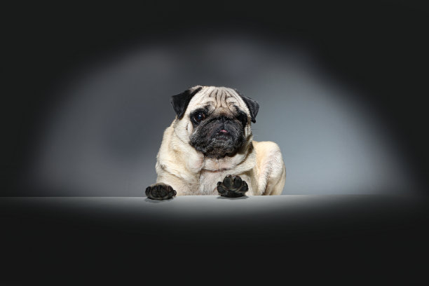 拖把狗在商务会议上扮演老板的角色图片下载