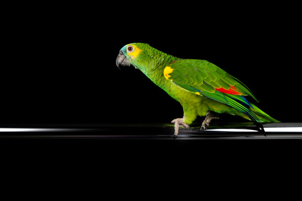 鹦鹉在照相馆里玩耍和摆姿势图片下载