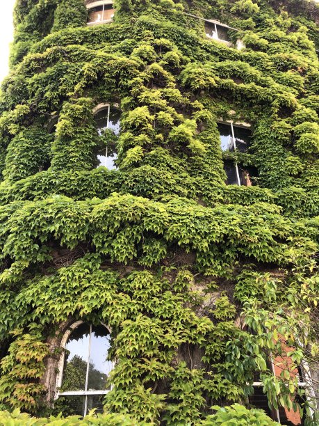 绿色的窗户图片下载