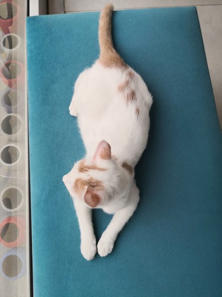 躺着白色和棕色的猫图片下载