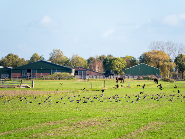 荷兰，在农田里吃草的北方田凫图片下载