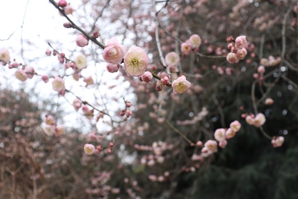 粉色开花的树图片下载