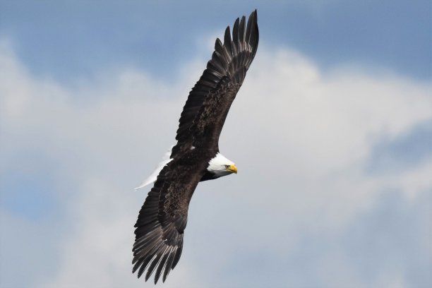 秃鹰飞图片下载