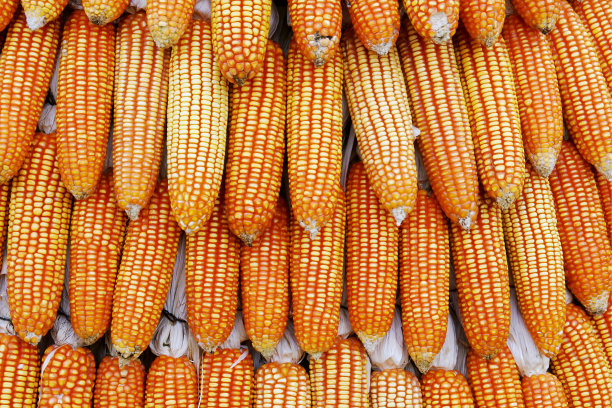 堆在穗轴上的干玉米自然图案背景图片下载