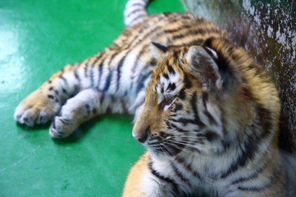 可爱的小老虎图片下载