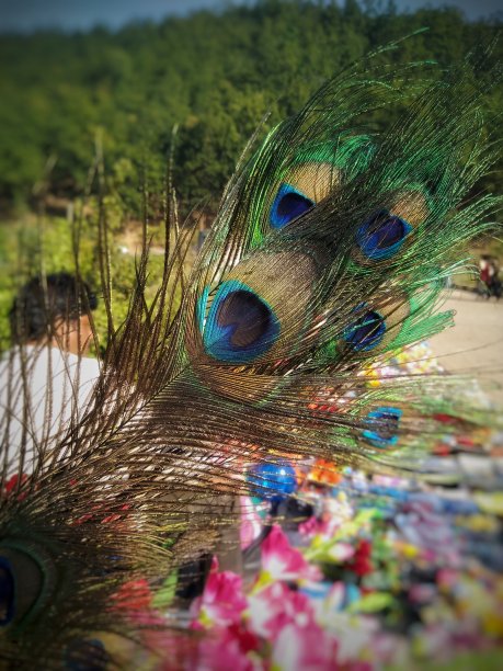 一张美丽的孔雀翅膀的图片图片下载