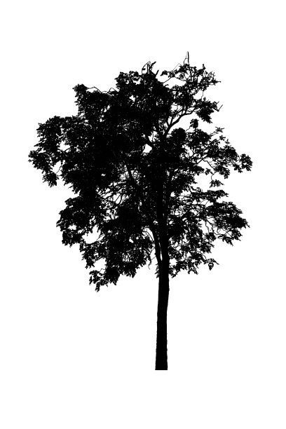 树的轮廓美丽的孤立在白色的背景图片下载