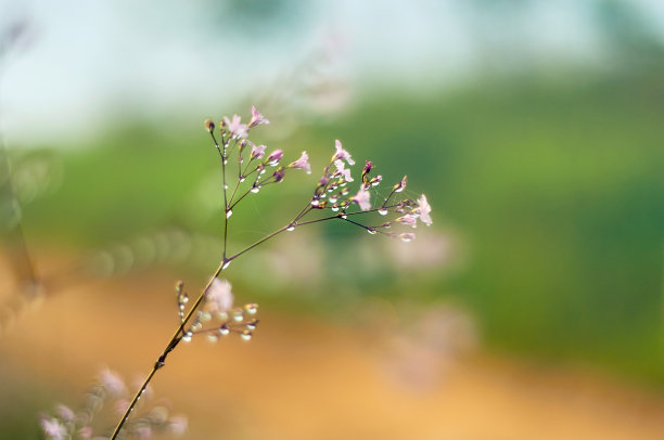 雾晨野花上的露珠。素材图片