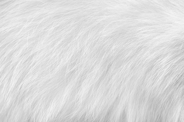 猫毛皮动物皮肤，白色或灰色表面背景图片下载