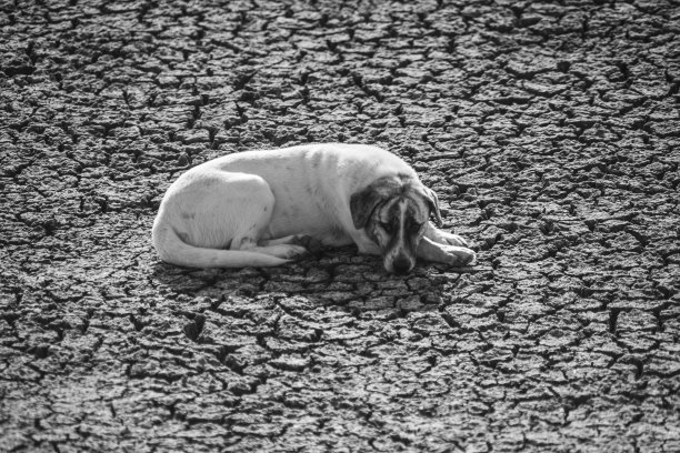 狗睡在开裂的地上图片下载