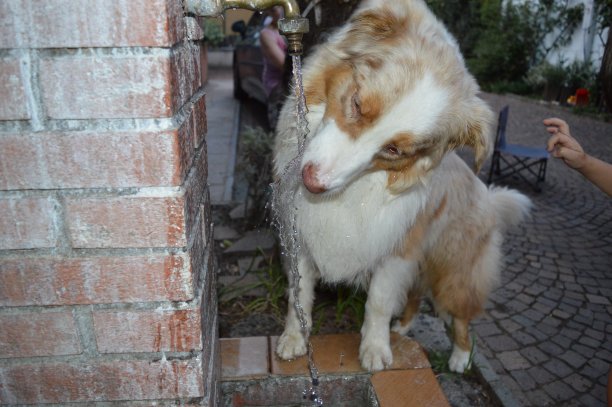 牧羊犬和水图片下载