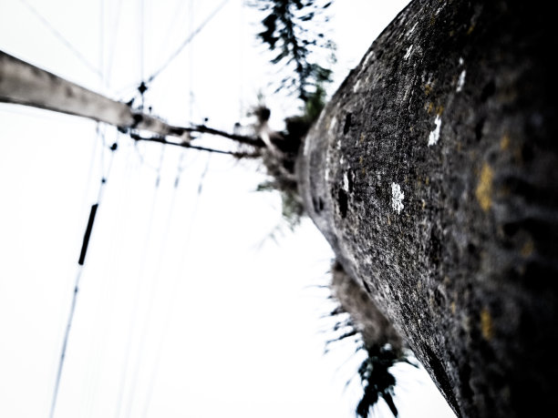 Contra Plongeé的一棵树图片下载