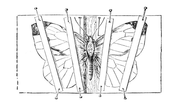 如何把蝴蝶标本钉住图片下载