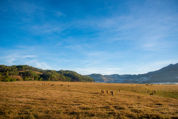 马在高原上的大草地上嬉戏，蓝天美景，日出时的宁静。美丽的照片摄于越南大叻的索凡湖。图片下载