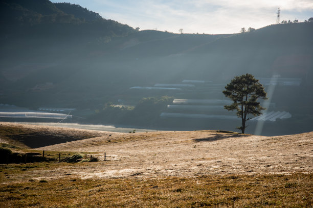 马在高原上的大草地上嬉戏，蓝天美景，日出时的宁静。美丽的照片摄于越南大叻的索凡湖。图片下载