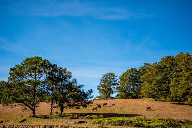 马在高原上的大草地上嬉戏，蓝天美景，日出时的宁静。美丽的照片摄于越南大叻的索凡湖。图片下载