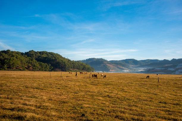 马在高原上的大草地上嬉戏，蓝天美景，日出时的宁静。美丽的照片摄于越南大叻的索凡湖。图片下载
