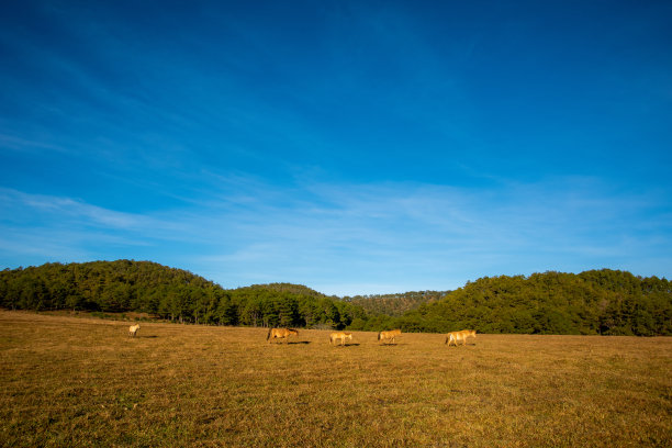 马在高原上的大草地上嬉戏，蓝天美景，日出时的宁静。美丽的照片摄于越南大叻的索凡湖。图片下载