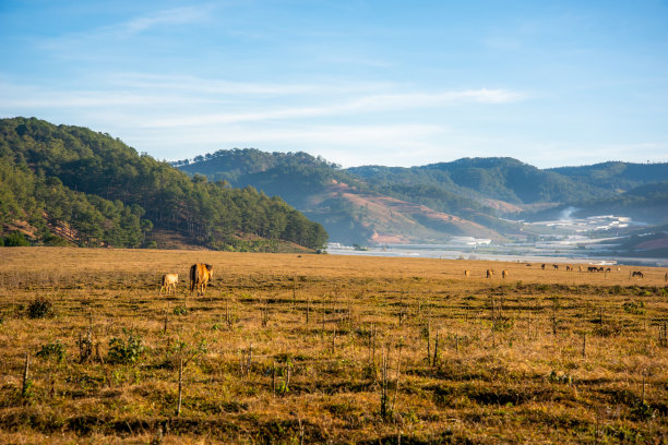 马在高原上的大草地上嬉戏，蓝天美景，日出时的宁静。美丽的照片摄于越南大叻的索凡湖。图片下载