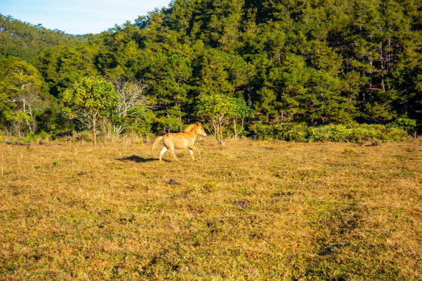马在高原上的大草地上嬉戏，蓝天美景，日出时的宁静。美丽的照片摄于越南大叻的索凡湖。图片下载