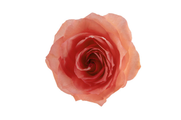 近距离的粉红色玫瑰花盛开孤立的白色背景顶视图，老玫瑰颜色与橙粉色元素，如玫瑰金作为一个快乐的情人节庆祝礼物或浪漫的装饰风格图片下载