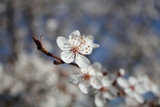 开花的李子图片下载