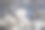 开花的李子图片下载