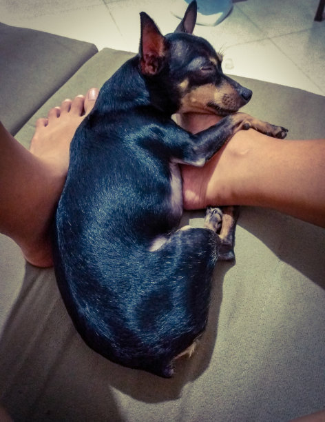 狗狗在睡觉图片下载