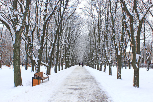 美丽的公园小巷与长椅和树木在冬天阳光明媚的日子图片下载