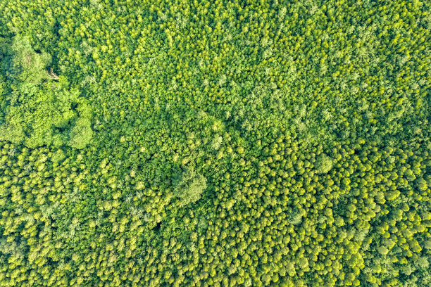 从上到下鸟瞰图绿色的夏季森林与许多新鲜的树木。图片下载