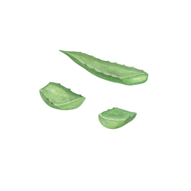 芦荟植物绿色块，水彩插图上的白色背景图片下载