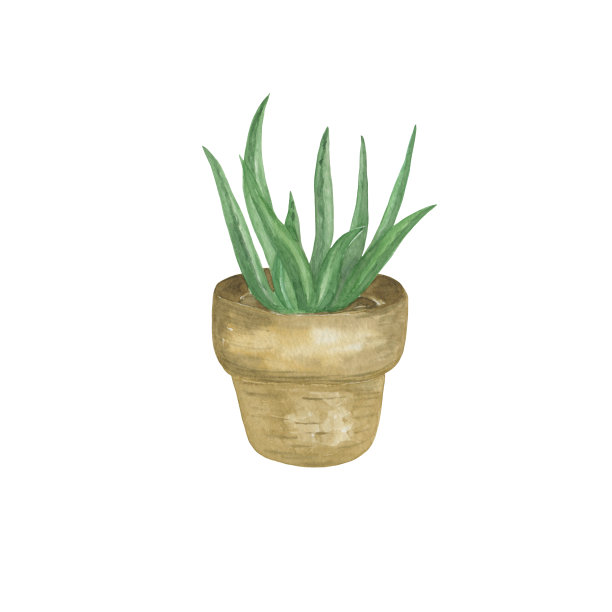 绿色手绘芦荟水彩盆栽在一个陶罐，植物插图，家的象征图片下载