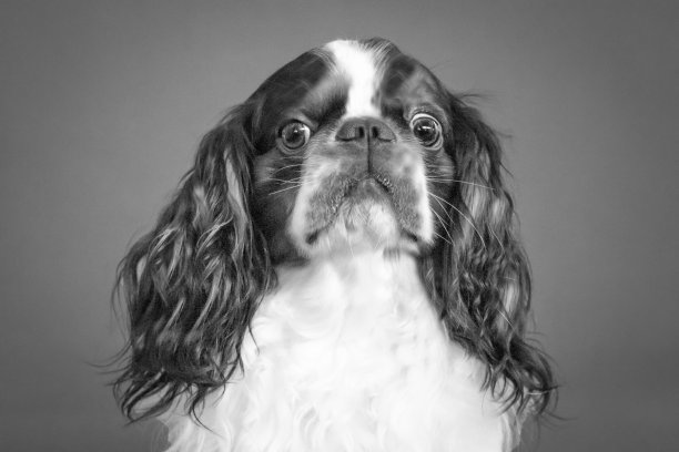 可爱的查尔斯国王狗看着相机，孤立，在黑白图片下载
