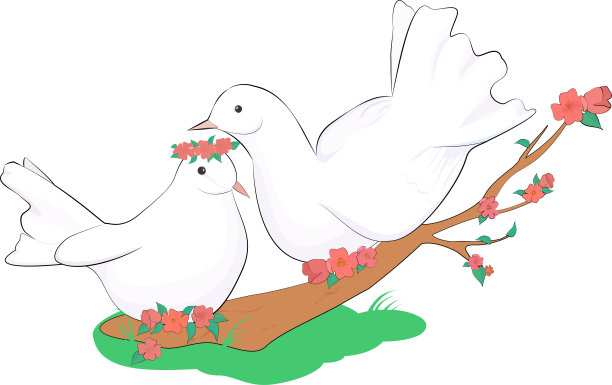 一对热恋中的白鸽图片下载